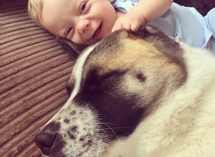 cão-salva-mulher-13