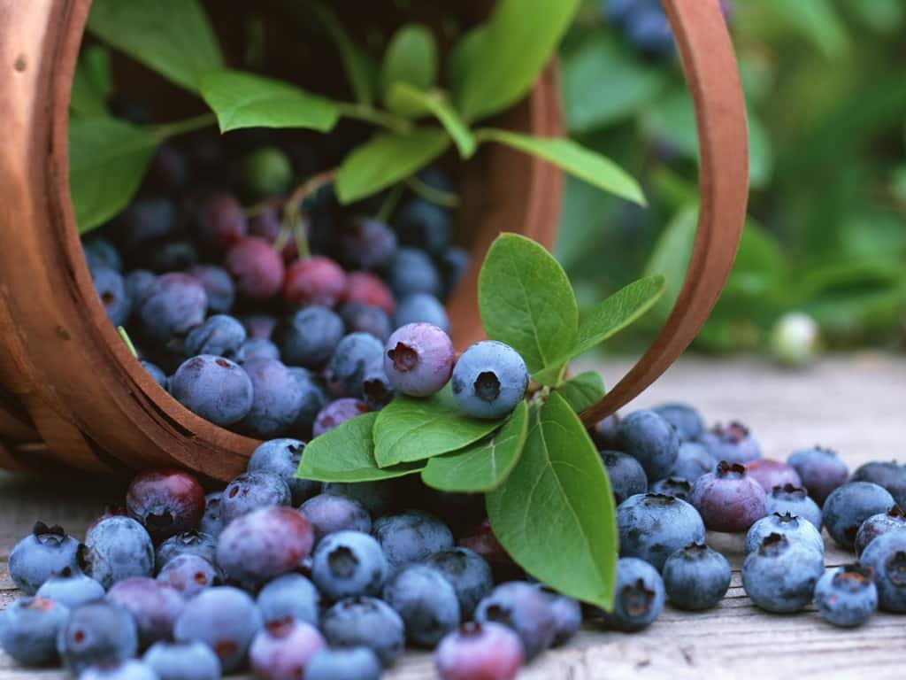 sabervivermais.com - 4 frutas anticancerígenas que você deveria incluir em sua alimentação