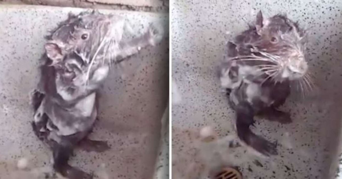 shower-rat-il-ratto-che-si-fa-la-doccia-980675