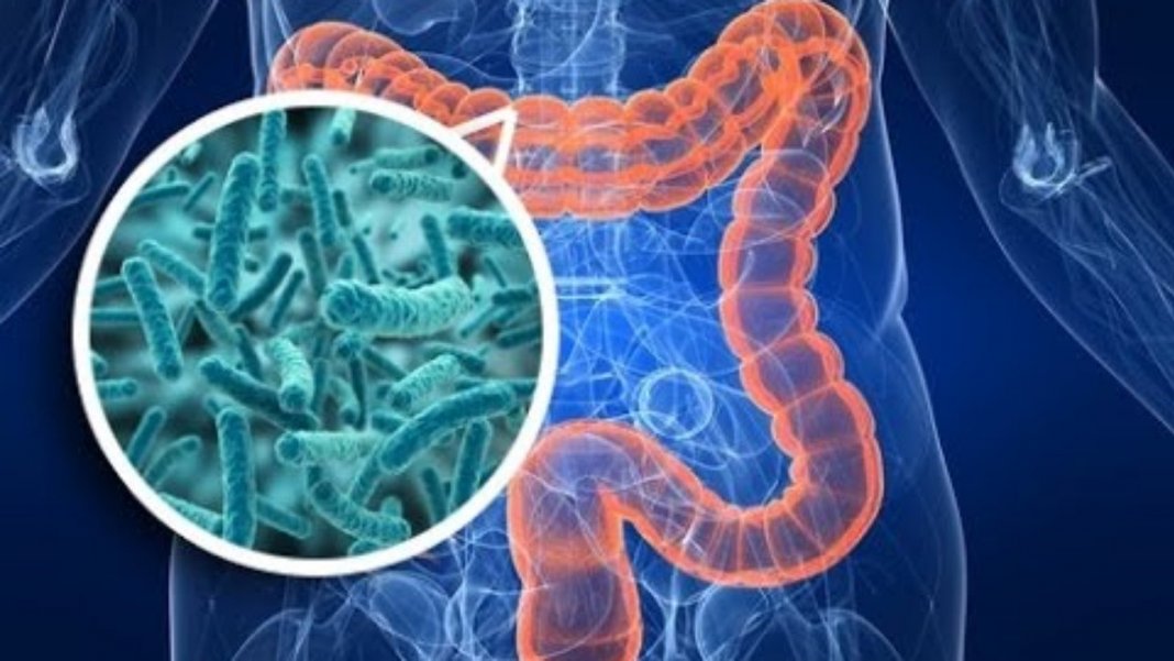 Disbiose intestinal: já ouviu falar? por  Nutricionista Daniela Mendes Tobaja