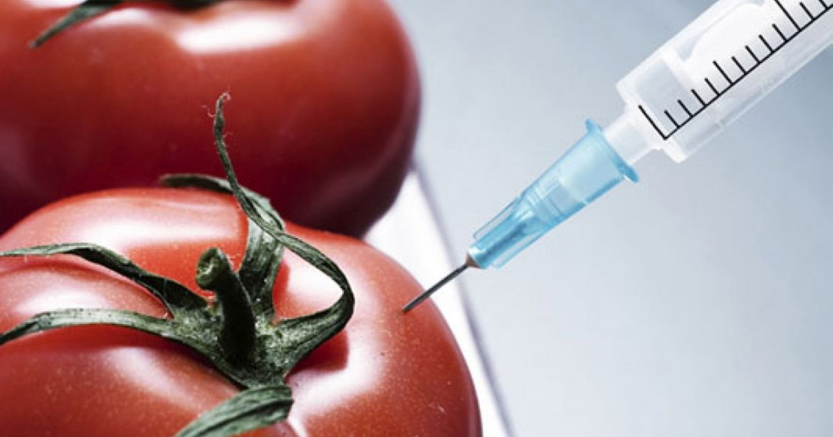 gmo-hrana-paradajz