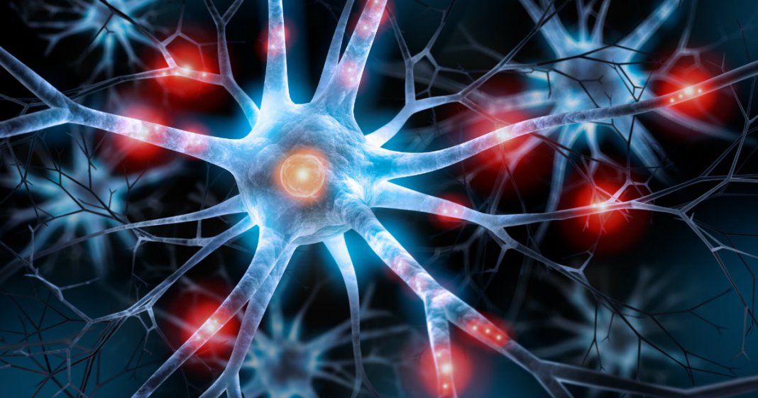 Estudo sugere que novos Neurônios são produzidos ao longo de toda a vida