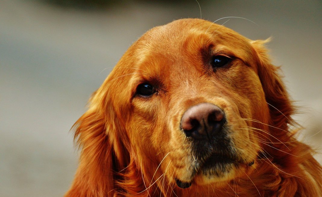 Cachorros sabem identificar donos mentirosos, veja!