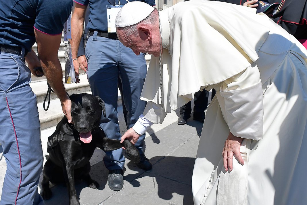 Papa Francisco diz que todos os cães merecem ir para o Céu