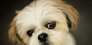 Cientistas comprovam que os shihtzu entendem cada palavra que dizemos