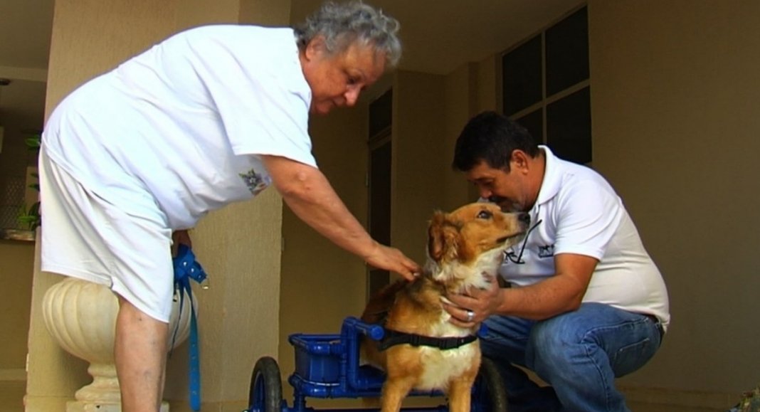 Ele cria cadeiras de rodas de graça para animaizinhos com deficiência