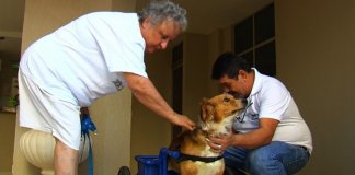 Ele cria cadeiras de rodas de graça para animaizinhos com deficiência