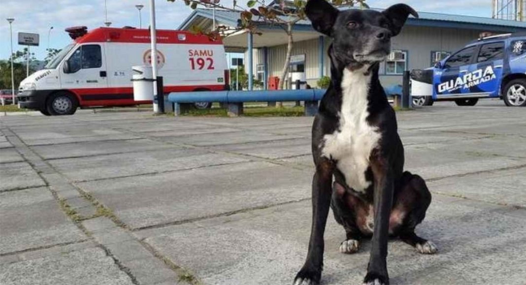 Cachorro fiel aguarda há 8 meses seu dono em hospital