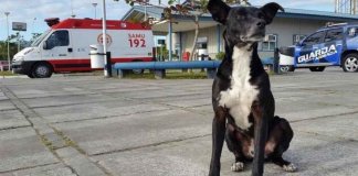 Cachorro fiel aguarda há 8 meses seu dono em hospital