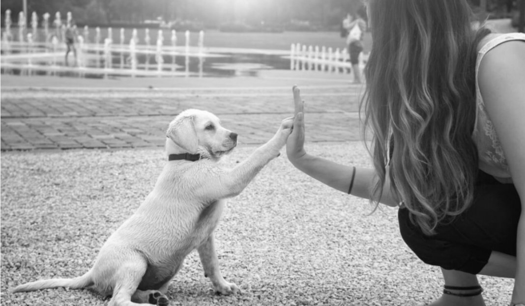 A morte de um animal de estimação dói igual a de um familiar ou amigo…