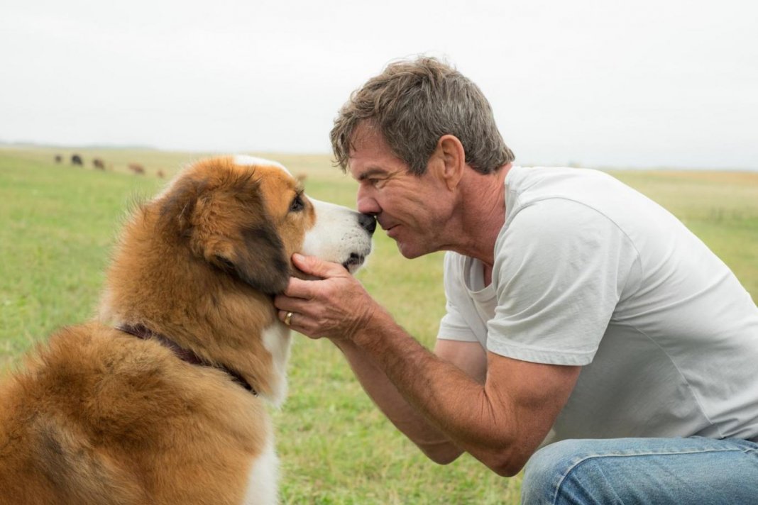 Cientistas afirmam que possuir cão rejuvenesce dono em até 10 anos