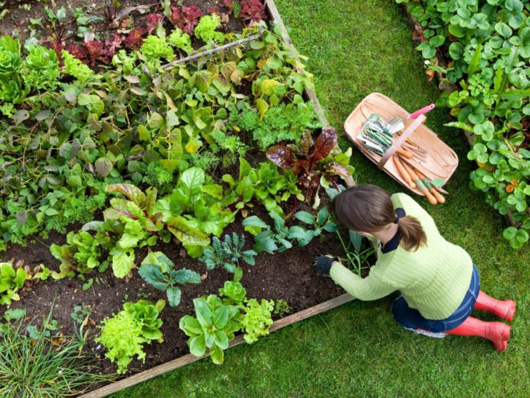 Plante uma vez, colha por anos: Confira estas 5 super ideias