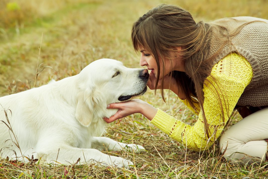 Os cães nunca morrem, dormem junto ao nosso coração