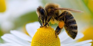 Uso indiscriminado de agrotóxicos pode levar à extinção de abelhas