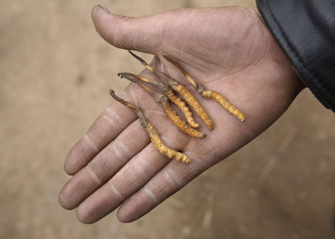 Conheça o ‘Viagra do Himalaia’, o fungo afrodisíaco mais caro que ouro