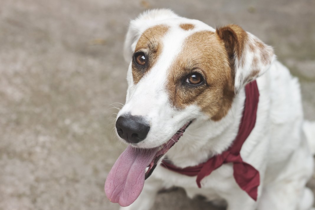 Pequisa conclui que o “vira-lata” é o cão preferido dos brasileiros