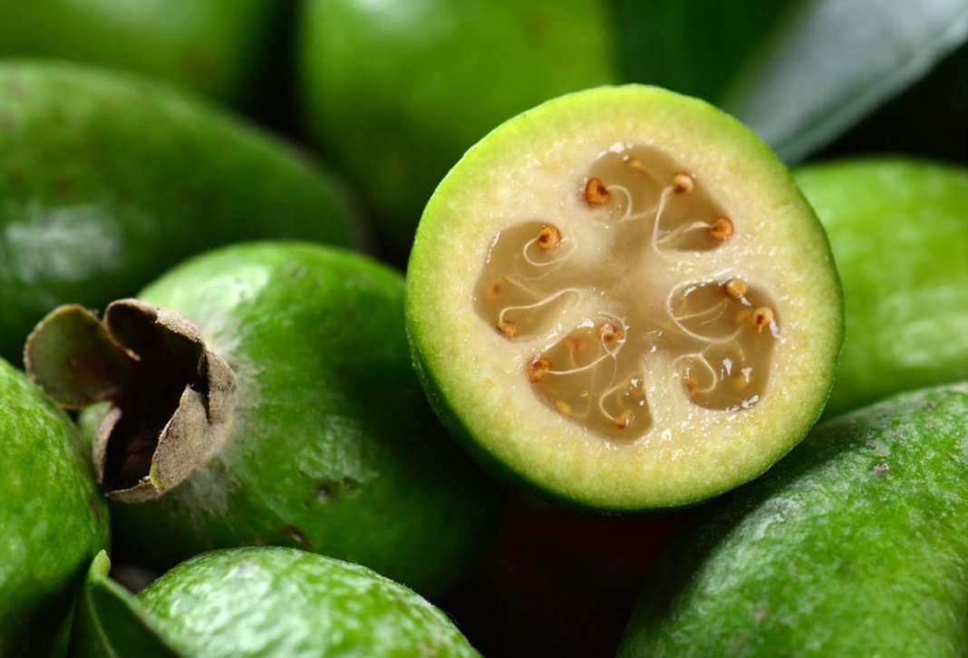 Considerada fruta do futuro, nativa do sul do Brasil, goiaba-serrana faz sucesso no Exterior