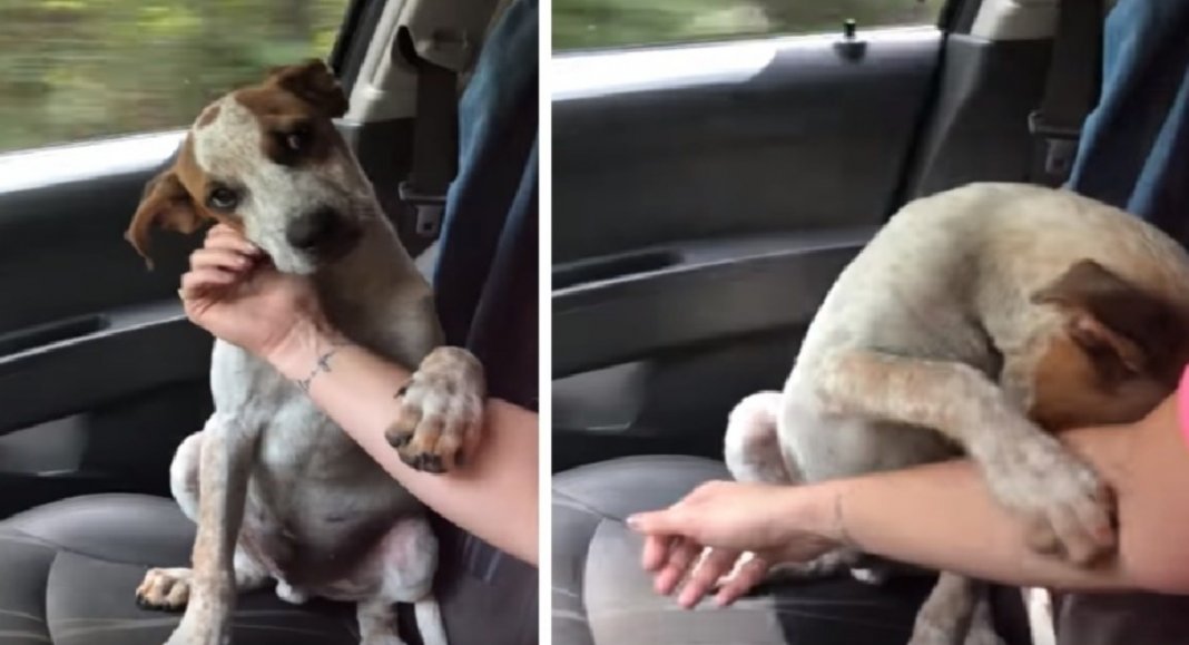 Cão agradece por ter sido resgatado e sua nova dona começa a chorar