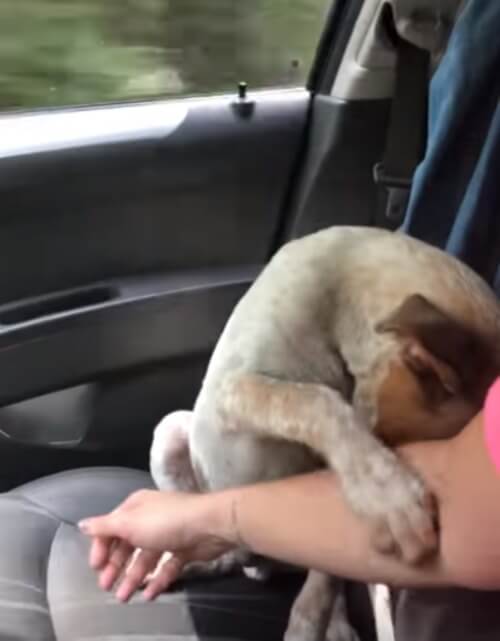 sabervivermais.com - Cão agradece por ter sido resgatado e sua nova dona começa a chorar