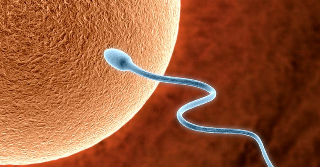 Cientistas criam espermatozoide a partir de célula feminina