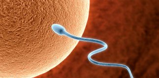 Cientistas criam espermatozoide a partir de célula feminina