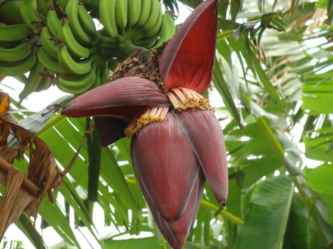 Asma, tosse, anemia, pressão alta… Saiba como aproveitar os incríveis benefícios da flor de bananeira!