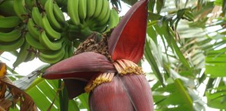 Asma, tosse, anemia, pressão alta… Saiba como aproveitar os incríveis benefícios da flor de bananeira!