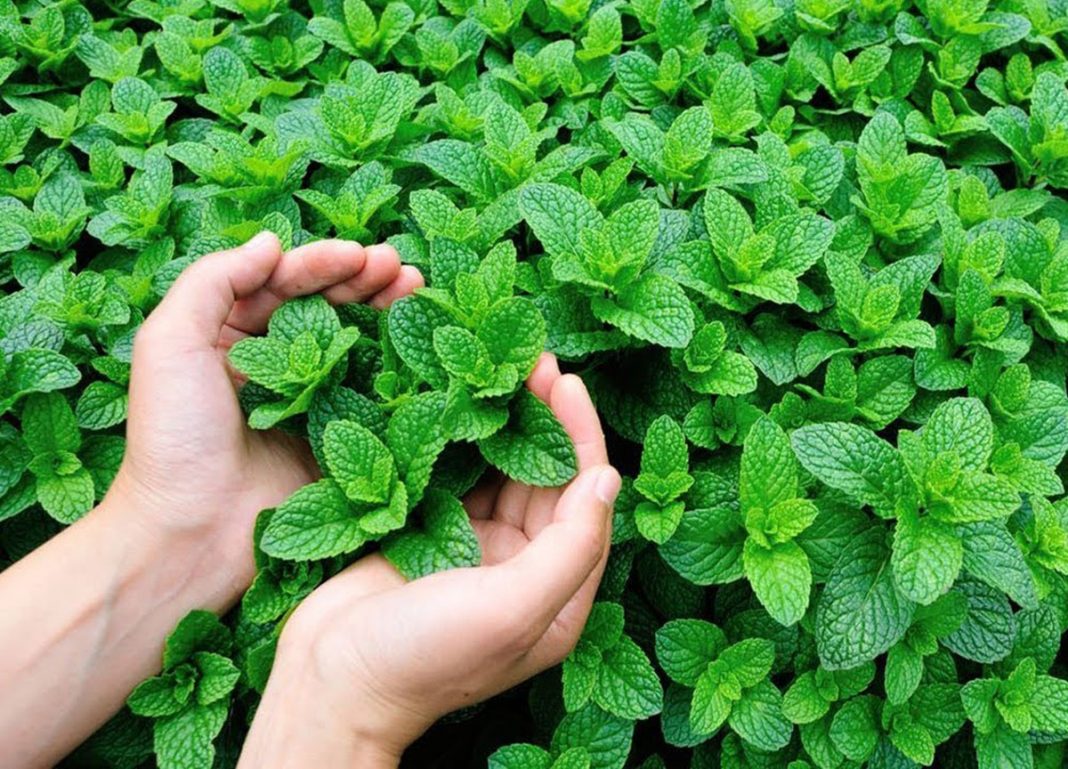 Inchaço abdominal? Coma hortelã e mais 6 alimentos que murcham o corpo!