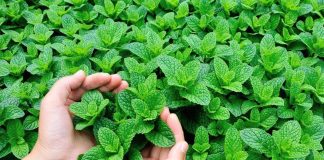 Inchaço abdominal? Coma hortelã e mais 6 alimentos que murcham o corpo!