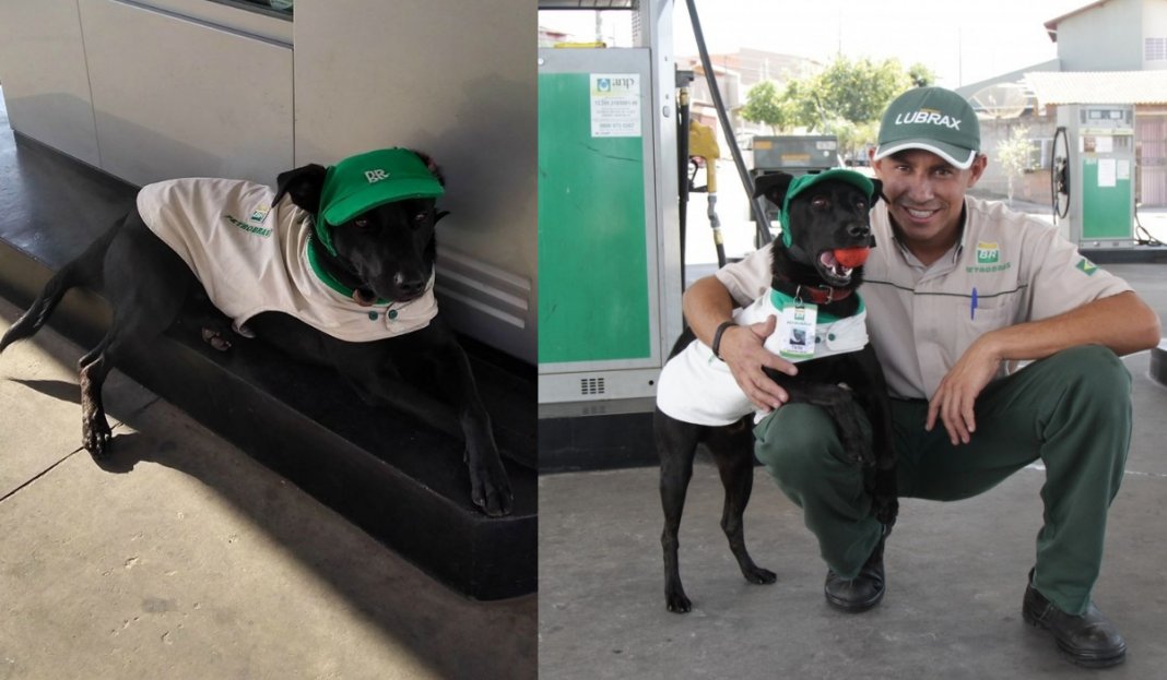 Com direito a uniforme e crachá, “cão frentista” viraliza e ganha milhares de fãs