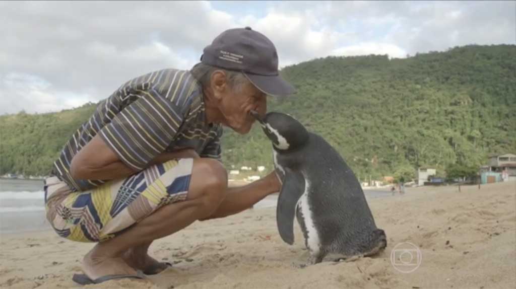 sabervivermais.com - Todos os anos pinguim viaja ao Rj para agradecer brasileiro que salvou sua vida