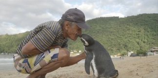 Todos os anos pinguim viaja ao Rj para agradecer brasileiro que salvou sua vida