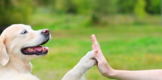 Câmara acaba de aprovar a ampliação da pena de prisão em 4 vezes para quem maltratar animais