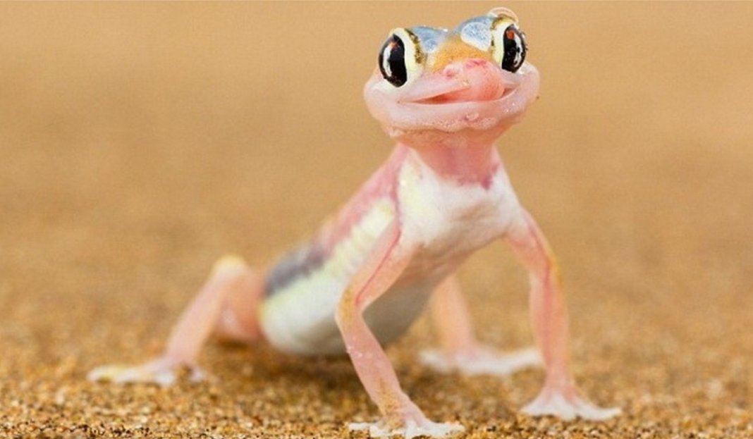 As lagartixas são grandes aliadas na hora de cuidar da sua casa, preserve-as!