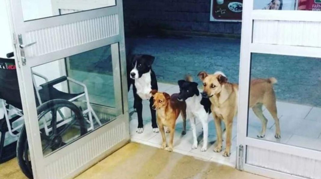 Morador de rua vai para o hospital e seus 4 cachorros esperam pacientes na porta. Eles estavam preocupados!