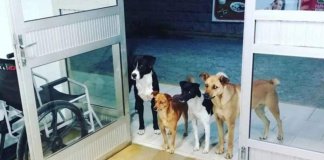Morador de rua vai para o hospital e seus 4 cachorros esperam pacientes na porta. Eles estavam preocupados!