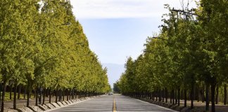 Plantar árvores nas cidades deveria ser visto como uma medida de saúde pública, diz cientista