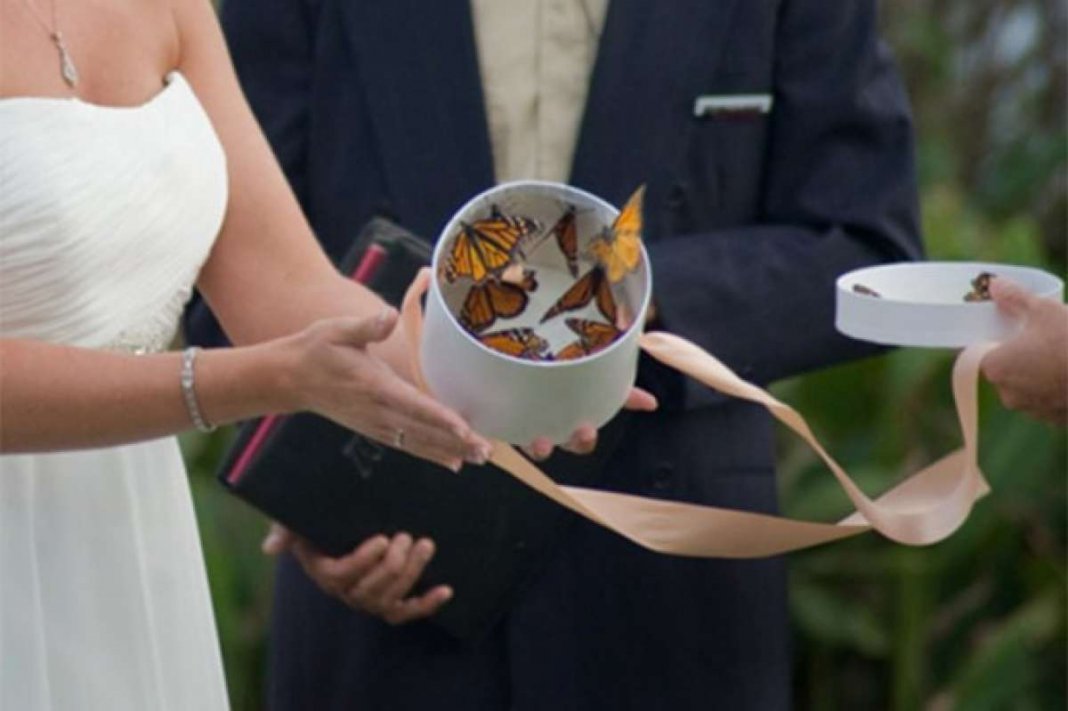 Futilidade perversa: nova “tendência”, noivas estão congelando borboletas para soltarem nas cerimônias de casamento