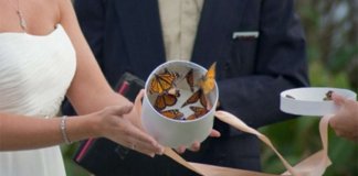 Futilidade perversa: nova “tendência”, noivas estão congelando borboletas para soltarem nas cerimônias de casamento