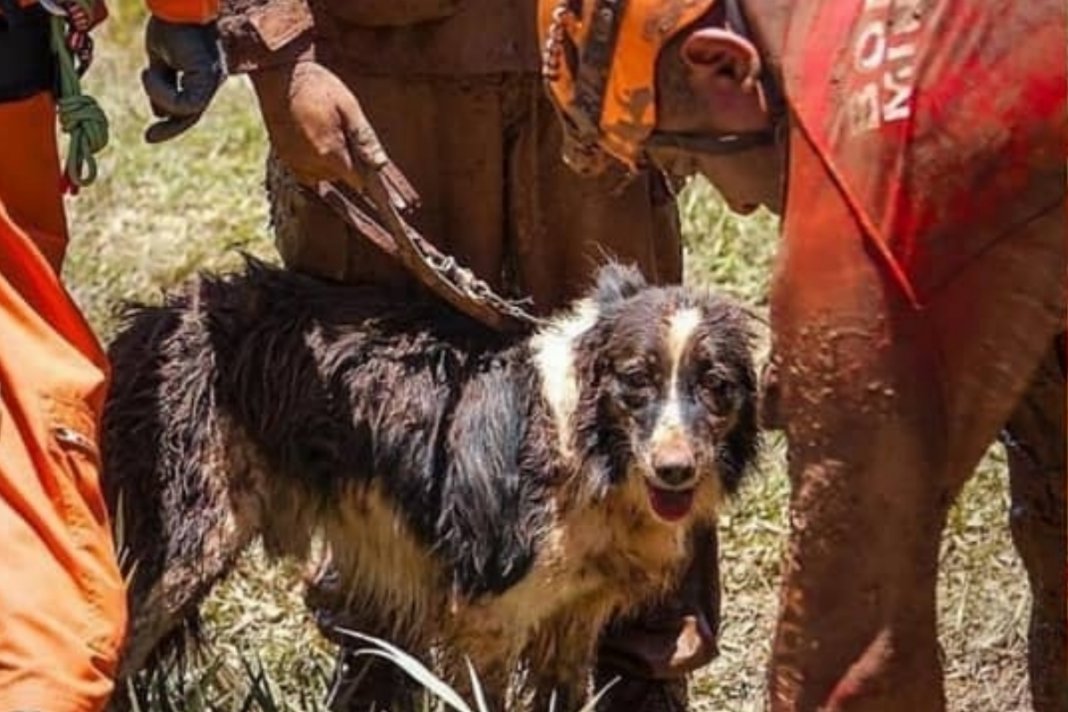 Thor, o caozinho herói ganha homenangem pelo trabalho em Brumadinho