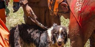 Thor, o caozinho herói ganha homenangem pelo trabalho em Brumadinho