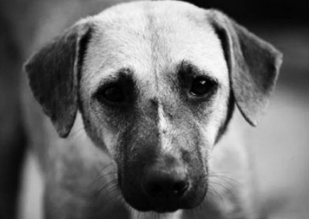Prece de um cão abandonado