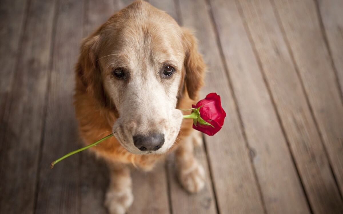 sabervivermais.com - “Quanto mais eu conheço as pessoas, mais eu gosto do meu cachorro.”