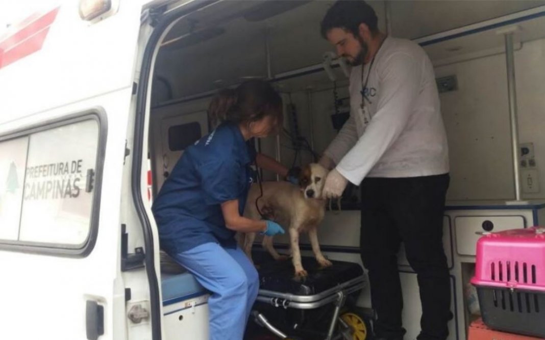 Cidade cria Samu Animal, serviço pioneiro no País – Assista ao vídeo