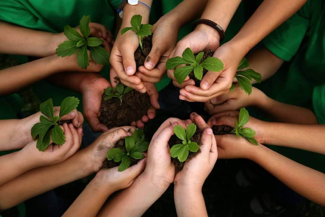 sabervivermais.com - Educação Ambiental pode virar disciplina obrigatória nas escolas
