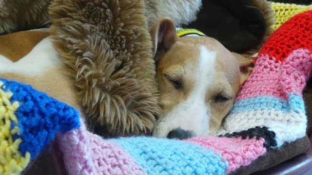 sabervivermais.com - Idosa de 89 anos tricotou 450 cobertores para cães de abrigo
