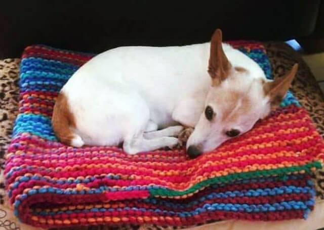 sabervivermais.com - Idosa de 89 anos tricotou 450 cobertores para cães de abrigo