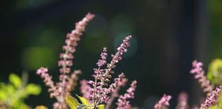 Manjericão Santo remove flúor da água e traz outros 9 benefícios a saúde!