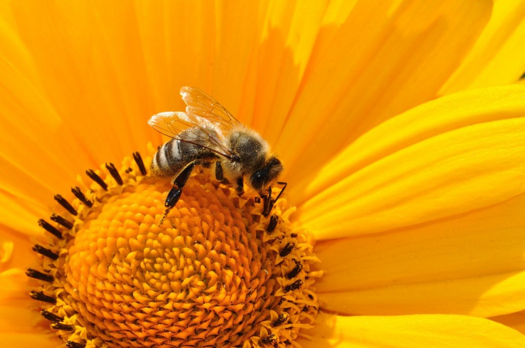 Abelhas são declaradas os seres vivos mais importantes do planeta