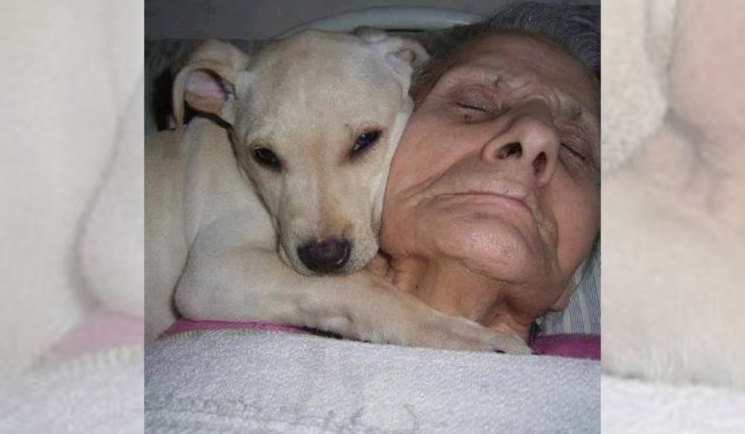 Homem entrou em coma e seu cachorro o acompanhou até  ele acordar. Ele não queria sair do seu lado